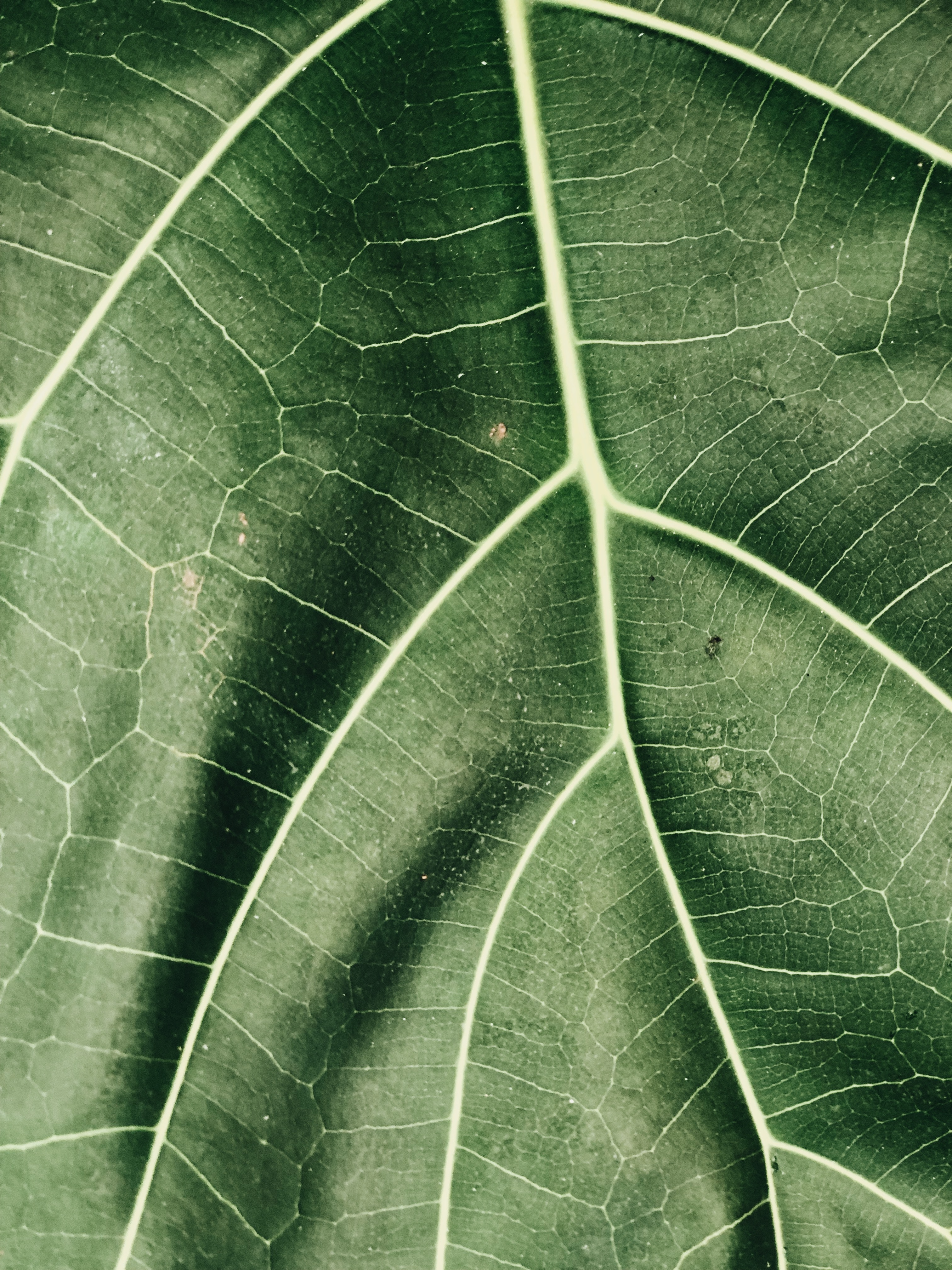 Detailed image of leaf veins